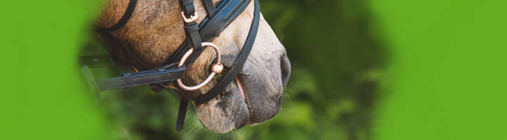 gebiss kategorieeinstiegsbanner